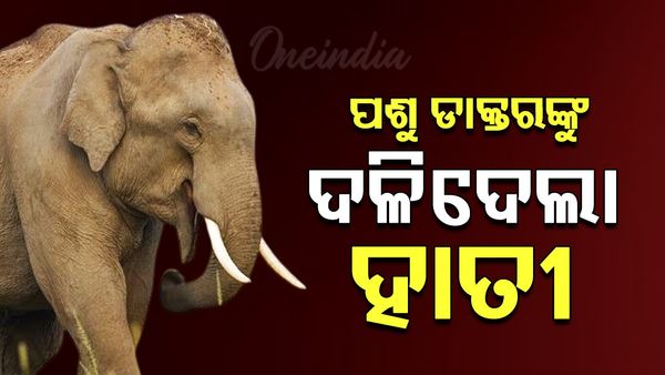 ପଶୁ ଡାକ୍ତରଙ୍କୁ ଦଳିଦେଲା ହାତୀ