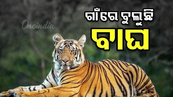 ଗାଁରେ ବୁଲୁଛି ମହାବଳ ବାଘ, ଲୋକ ଆତଙ୍କିତ