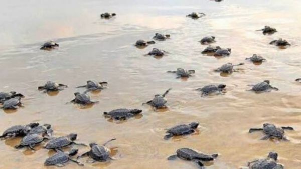 Olive Ridley : ଅଲିଭ ରିଡଲେ କଇଁଛ ଛୁଆଙ୍କ ସମୁଦ୍ର ମଧ୍ୟକୁ ଯିବା ପ୍ରକ୍ରିୟା ଆରମ୍ଭ
