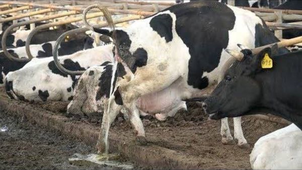 ଗାଈ ଗୋବରରୁ ଗ୍ୟାସ୍: ଏହି ସ୍ୱତନ୍ତ୍ର ଗ୍ୟାସ୍ ଗୋବରରୁ ତିଆରି, ଚୁଲିଠାରୁ ଟ୍ରେନ୍ ପର୍ଯ୍ୟନ୍ତ ସବୁକିଛି ଚଲାଇବା ପାଇଁ ବ୍ୟବହୃତ