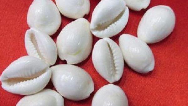 ଅକ୍ଷୟ ତୃତୀୟା ଦିନ କିଣନ୍ତୁ ୧୧ଟି କଉଡି, ଧନର ଅଭାବ ହେବ ଦୂର