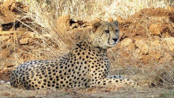 ଭାରତକୁ ପୁଣି ଅଣାଯିବ ଚିତା ୮ଟି ଚିତା, ମେ'ରେ ପ୍ରଥମ ପର୍ଯ୍ୟାୟରେ ଆସିବେ ୪