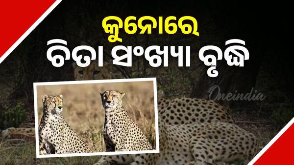 କୁନୋ ଜାତୀୟ ଉଦ୍ୟାନରେ ବଢିଲା ଚିତା ସଂଖ୍ୟା ବୃଦ୍ଧି, ନୂଆ ଅତିଥିଙ୍କର ହେଲା ସ୍ୱାଗତ