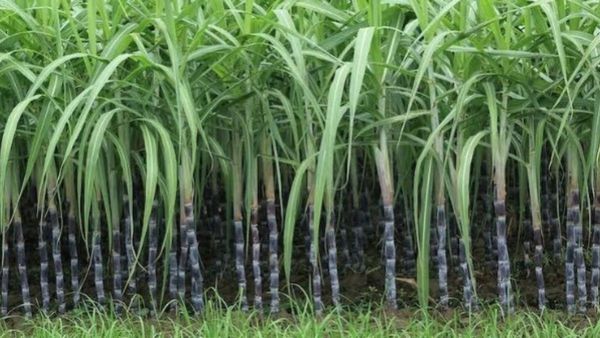 Cabinet Decission: ଆଖୁର ଉଚିତ ଏବଂ ଲାଭକାରୀ ମୂଲ୍ୟକୁ କ୍ୟାବିନେଟ ମଞ୍ଜୁରି