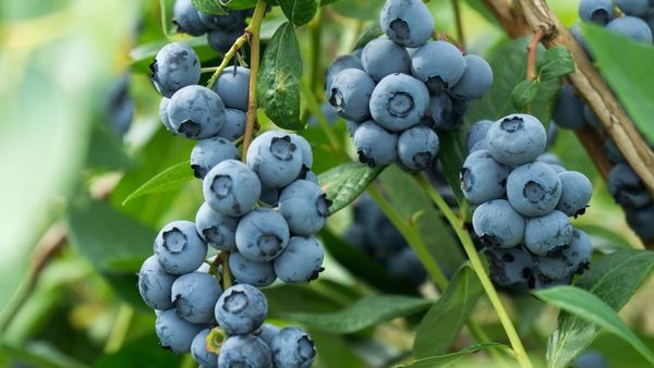 ମଧୁମେହଙ୍କ ରୋଗୀଙ୍କ ପାଇଁ ରାମବାଣ ଜାମୁକୋଳି !