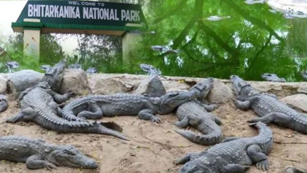 ଆଜିଠୁ ପର୍ଯ୍ୟଟକଙ୍କ ପାଇଁ ଭିତରକନିକା ଜାତୀୟ ଉଦ୍ୟାନ ବନ୍ଦ