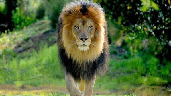 ସିଂହ ସହ ଫଟୋସୁଟ୍ କରିବା ପଡିଲା ମହଙ୍ଗା, ଦେଖନ୍ତୁ ଏହି ଭୟଙ୍କ ଭିଡିଓ