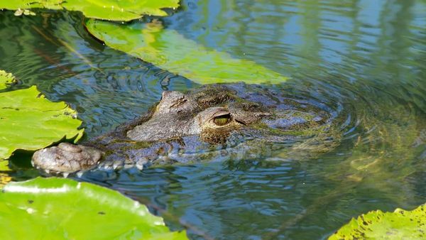 ଝିଅ ସାମ୍ନାରେ ମାଆକୁ ଟାଣି ନେଲା କୁମ୍ଭୀର