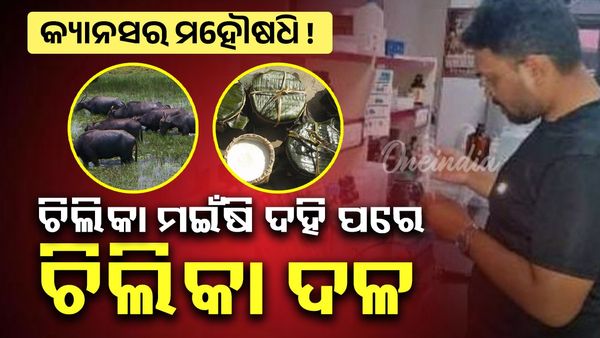 କ୍ୟାନସର ମହୌଷଧି ! ଚିଲିକା ମଇଁଷି ଦହି ପରେ ଚିଲିକା ଦଳ; ଲୋସନ ପ୍ରସ୍ତୁତ ପାଇଁ ମିଳିଛି ଅନୁମତି