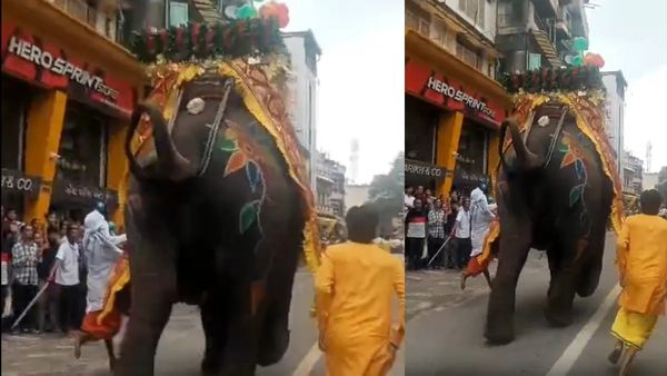 ରଥଯାତ୍ରାରେ ହାତୀର ଉତ୍ପାତ, ଜଣେ ଆହତ