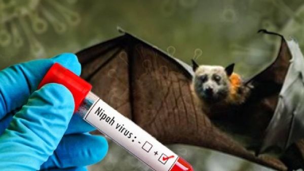 ନିପା ଭାଇରସ ଯୋଗୁଁ ଆଉ ଏକ ମୃତ୍ୟୁ, ସ୍ବାସ୍ଥ୍ୟ ବିଭାଗର ବଢିଲା ଚିନ୍ତା