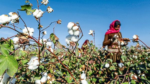 କପା ଉପରୁ ଆମଦାନୀ ଶୁଳ୍କ ଛାଡ଼ ସମୟସୀମା ବୃଦ୍ଧି କଲେ କେନ୍ଦ୍ର ସରକାର