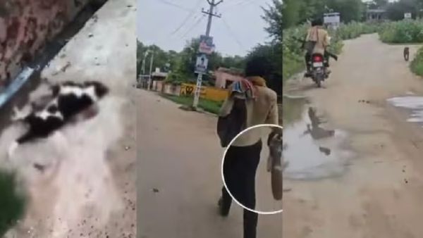 ଦୁଇ ଦିନରେ ୨୫ରୁ ଅଧିକ କୁକୁରଙ୍କୁ ଗୁଳି କରି ହତ୍ୟା କଲା ଯୁବକ