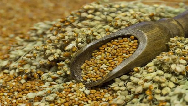 ଭାରତ ବିଶ୍ୱର ସବୁଠାରୁ ବଡ଼ ମାଣ୍ଡିଆ ଉତ୍ପାଦକ