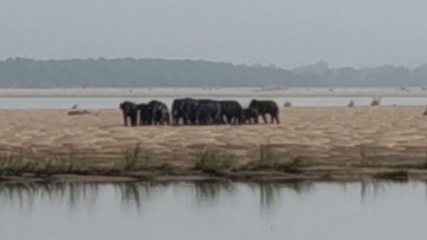 Mahanadi: ମହାନଦୀରେ ଫସିଲେ ୧୭ ଟିକିଆ ହାତୀପଲ