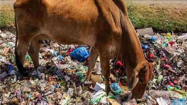 ଗର୍ଭବତୀ ଗାଈ ପେଟରୁ ବାହାରିଲା ୨୮ କିଲୋ ପ୍ଲାଷ୍ଟିକ୍‌, ୪୧ କଣ୍ଟା ସମେତ ଅନେକ ଜିନିଷ, ଡାକ୍ତର ହେଲେ ଆଶ୍ଚର୍ଯ୍ୟ