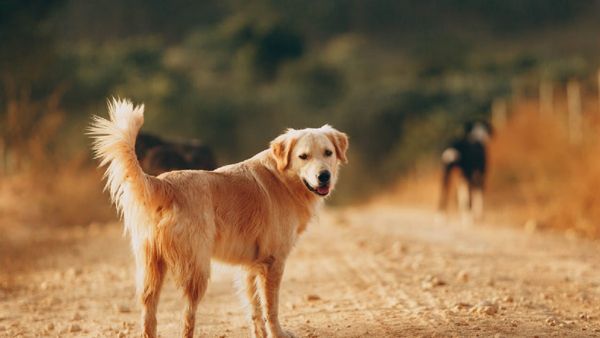 କୁକୁର ଉପରେ ସରକାରଙ୍କ ନୂଆ ନିୟମ: କାମୁଡ଼ିଲେ ହୋଇପାରେ ଜେଲ ଏବଂ ଆଜୀବନ କାରାଦଣ୍ଡ