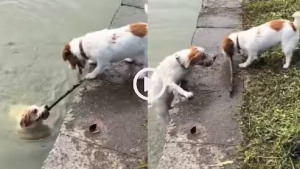 ଯେଉଁଠାରେ ମଣିଷ ବିଫଳ ହୁଏ, ସେଠାରେ ପଶୁ ନିଜର ସ୍ଥାନ ନେଇଯାଏ; ଆପଣଙ୍କ ହୃଦୟ ଜିତିବଦୁଇଟି କୁକୁରର ବନ୍ଧୁତାର ଏହି ଭିଡିଓ!