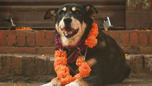 ନେପାଳରେ କୁକୁରମାନଙ୍କୁ କାହିଁକି ପୂଜା କରାଯାଏ? 'କୁକୁର ତିହାର ପର୍ବ'ର ବିଶେଷତ୍ୱ କ'ଣ ତାହା ଜାଣନ୍ତୁ