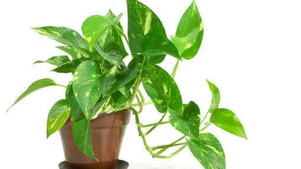 ଘରେ ମନିପ୍ଲାଣ୍ଟ୍ ଗଛ ଲଗାଇଛନ୍ତି ? ଯଦି ଦିଗ ଭୁଲ ହୁଏ .....