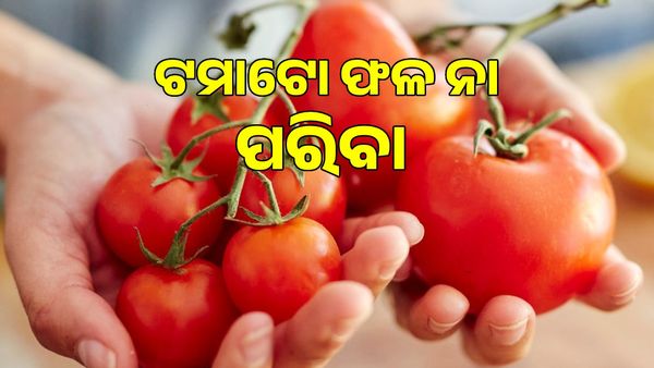 ଟମାଟୋ ଫଳ ନା ପରିବା, ଆସନ୍ତୁ ଜାଣିବା ପ୍ରକୃତରେ ଏହା କଣ ?