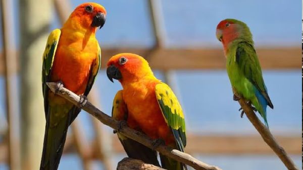 ଯଦି ଆପଣଙ୍କୁ ଏହି ୫ଟି ବିଶେଷ ସଙ୍କେତ ମିଳୁଛି, ତେବେ ବୁଝିଯାଆନ୍ତୁ ଯେ ଆପଣଙ୍କୁ ଆର୍ଥିକ ଲାଭ ମିଳିବ