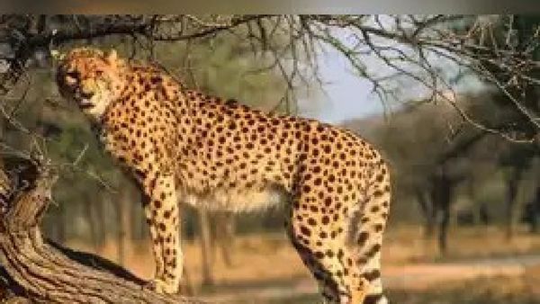 ଦେଶରେ ବୃଦ୍ଧି ପାଇଲା ଚିତାବାଘଙ୍କ ସଂଖ୍ୟା : ୫ ଚିତା ଛୁଆ ଜନ୍ମ କଲା ବାଘୁଣୀ ମୁଖୀ