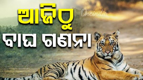 କୁଳଡିହାରେ ଆଜିଠୁ ବାଘ ଗଣନା ଆରମ୍ଭ