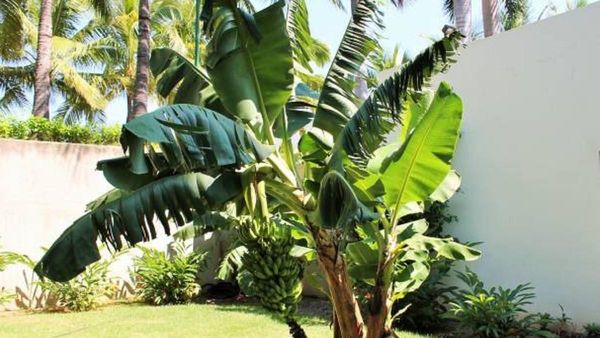 Vastu tips; ଘରର କେଉଁ ଦିଗରେ କଦଳୀ ଗଛ ଲଗାଇବା ଉଚିତ, ଭୁଲ ସ୍ଥାନରେ ଲାଗିଲେ.... ?