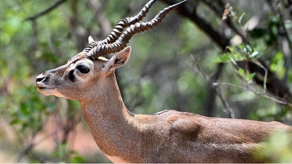 ୬ ଦିନରେ ଗଲାଣି ୧୦ କୃଷ୍ଣସାର ମୃଗଙ୍କ ଜୀବନ