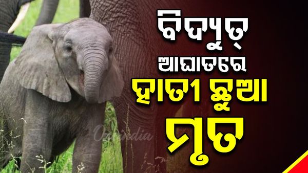 ଢେଙ୍କାନାଳ ସଦର ରେଞ୍ଜ ମହାଦିଆ ନିକଟରେ ହାତୀଛୁଆର ମୃତଦେହ ଠାବ