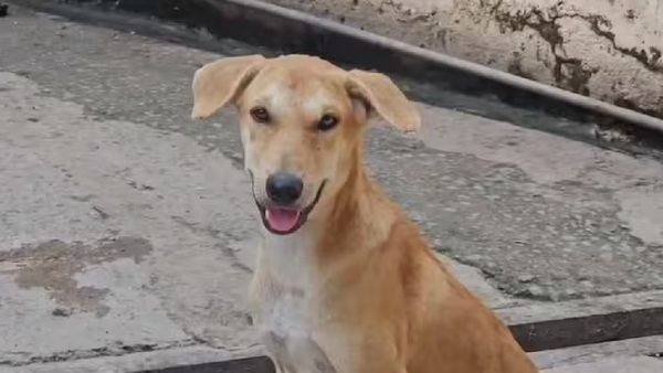 ରେବିଜକୁ ‘ଅଧିସୂଚିତ ରୋଗ’ ଘୋଷିତ କରିବେ ଦିଲ୍ଲୀ ସରକାର