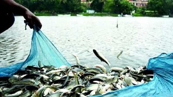 ୨୦୨୪-୨୫ ଆର୍ଥିକ ବର୍ଷରେ ଦେଶରେ ୧୯୮ ଲକ୍ଷ ଟନ୍‍କୁ ବୃଦ୍ଧି ପାଇଛି ମତ୍ସ୍ୟ ଉତ୍ପାଦନ