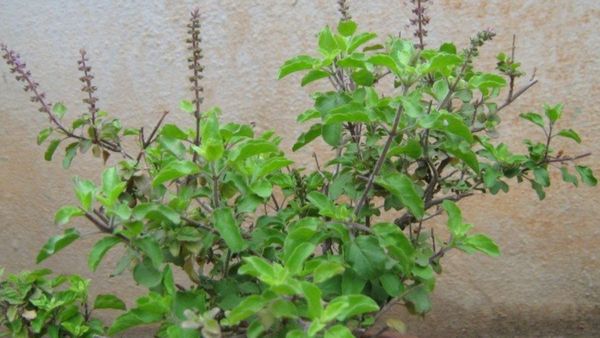 ସକାଳେ ଖାଲି ପେଟରେ ସେବନ କରନ୍ତୁ ନିମ୍ବ - ତୁଳସୀ, ମିଳିବ ଏହି ବଡ ୧୦ ଫାଇଦା
