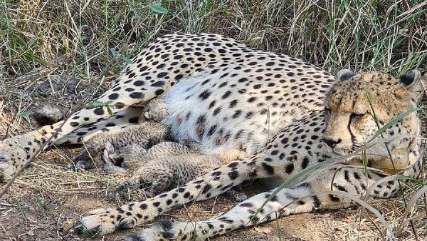 ୩ ଶାବକକୁ ଜନ୍ମ ଦେଲା ଚିତା ଗାମିନୀ,ଖୁସି ବ୍ୟକ୍ତ କଲେ ମୁଖ୍ୟମନ୍ତ୍ରୀ