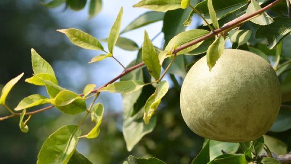 ମହାଶିବରାତ୍ରିରେ ତୋଳନ୍ତି ନାହିଁ ବେଲପତ୍ର, ଜାଣନ୍ତୁ ଏହା ପଛରେ ଥିବା ପୌରାଣିକ ତତ୍ତ୍ଵ