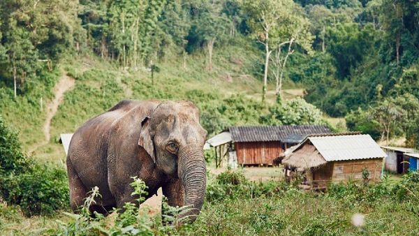 ୨୦ ମାସରେ ମରିଛନ୍ତି ୧୫୪ ହାତୀ; ଜଙ୍ଗଲ ଓ ପରିବେଶ ମନ୍ତ୍ରୀ
