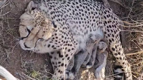 ଆସିଲା ଖୁସି ଖବର, ୫ ଶାବକ ଜନ୍ମଦେଲା ମାଈ ଚିତା ଜ୍ୱାଲା