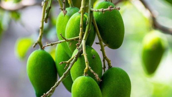 ସାବଧାନ ! ଖାଉଛନ୍ତି କଞ୍ଚା ଆମ୍ବ ତେବେ ନିହାତି ଜାଣନ୍ତୁ ଏହି କଥା, ନଚେତ୍...