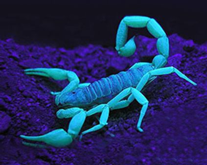 வியட்நாம் விமானத்தில் ஊர்ந்த தேள்கள்