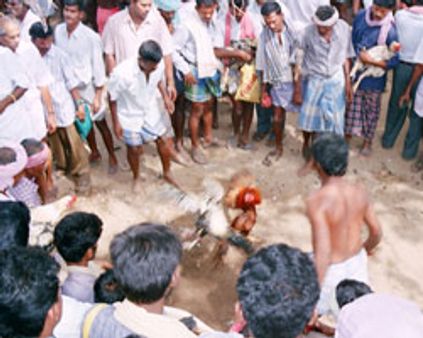 கொங்கு மண்டலமும் சேவல் சண்டையும்!