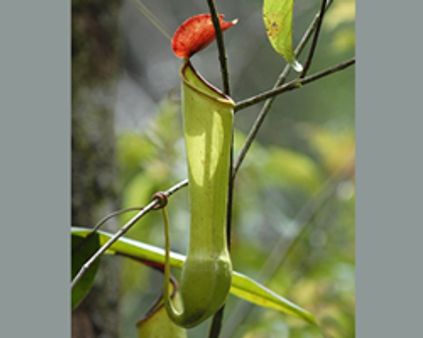 ஆஸ்திரேலியாவில் எலி திண்ணும் செடி கண்டுபிடிப்பு!