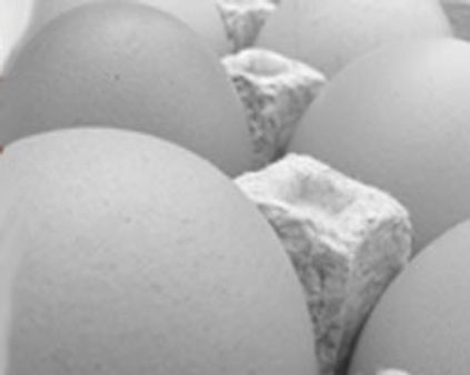 பறவைக் காய்ச்சல் பீதி-நாமக்கல்லில் கோடிக்கணக்கான முட்டைகள் தேக்கம்