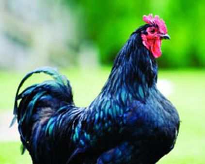 தேனி அருகே குளத்தில் இறந்து கிடந்த 2000 கோழிகள்!-மக்கள் பீதி!