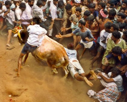 அலங்காநல்லூரில் ஜல்லிக்கட்டு-சீறிப் பாய்ந்த காளைகள்