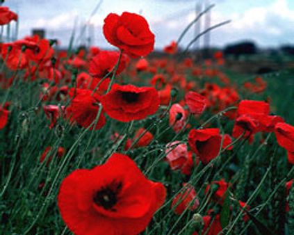 காதலே ...என் காதலே...