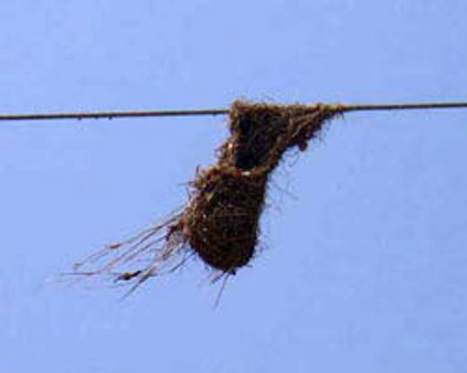 ஒரு தூக்கணாங்குருவியின் தூக்குமேடை