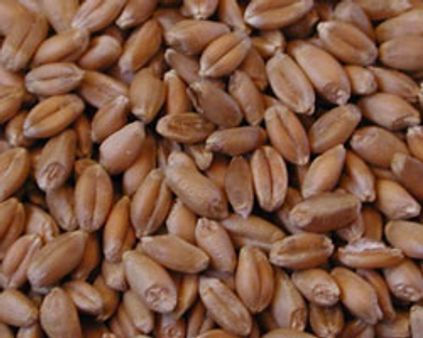 பஞ்சாபிலிருந்து 10000 டன் கோதுமை தமிழகம் வருகை