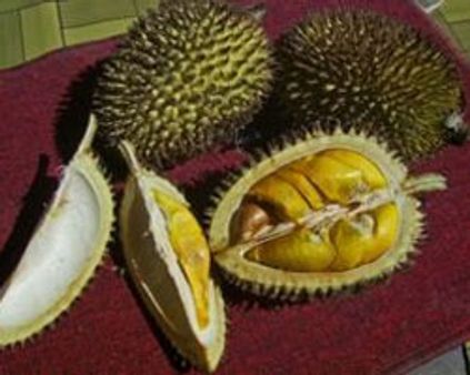 துரியன் பழத்திற்கு ரிசர்வேஷன்: நீலகிரியில் அலைமோதும் மக்கள்