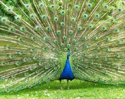 அழிவின் விளிம்பில் மயில்கள்!